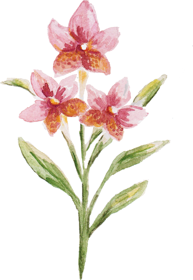 Hand-Painted Watercolor Waling-Waling Orchid Filipino Flower Illustration